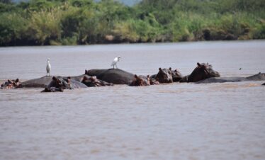 water, nature, outdoors, zambezi, river, hippos, zimbabwe, zambezi, zambezi, zambezi, zimbabwe, zimbabwe, zimbabwe, zimbabwe, zimbabwe
