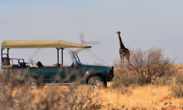 giraffe, safari, africa, savannah, wilderness, nature, landscape, african, wild, tall, wildlife, animal, savanna, game drive, 4x4, tourist, game drive, game drive, game drive, game drive, game drive