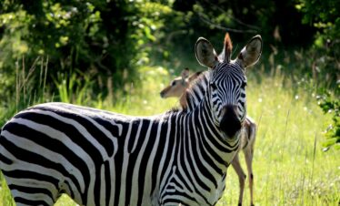 white and black zebra on green grass field