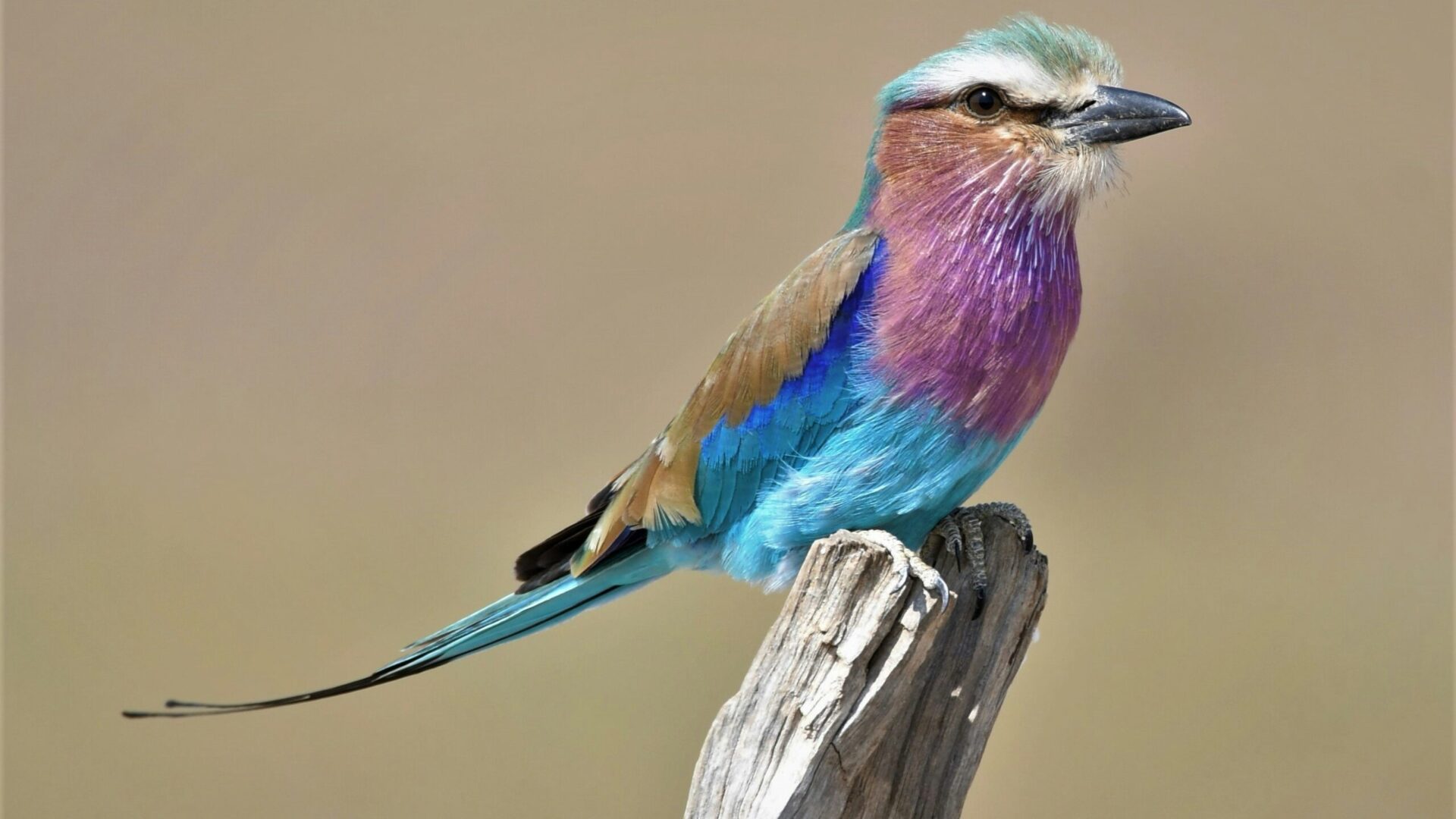 bird at South Luangwa