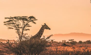 black and white giraffe on brown grass field