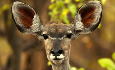 brown deer in tilt shift lens