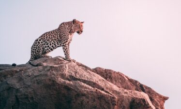brown leopard on top of grey rock